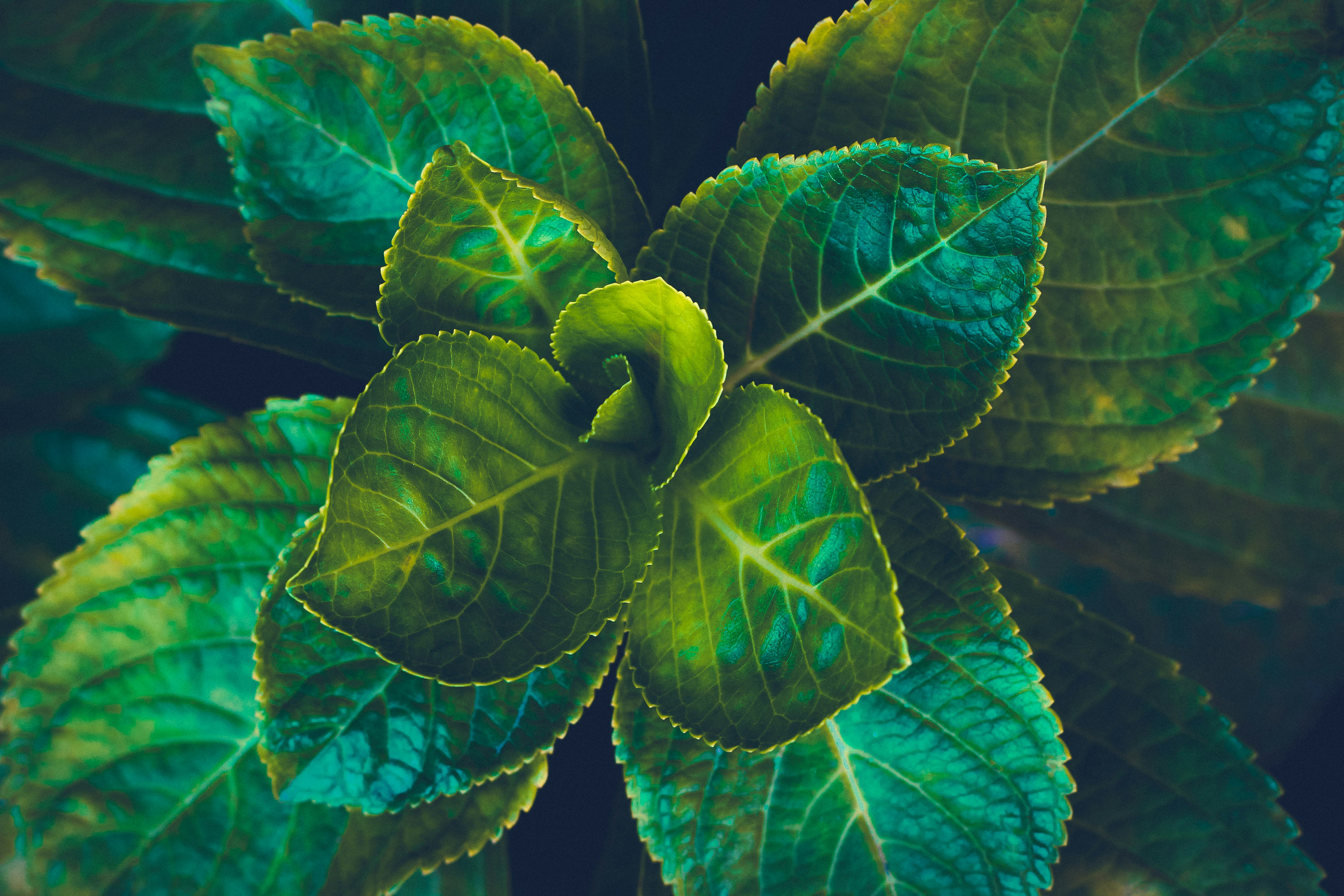 About Greenroots